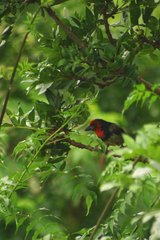 Black-collared Barbet